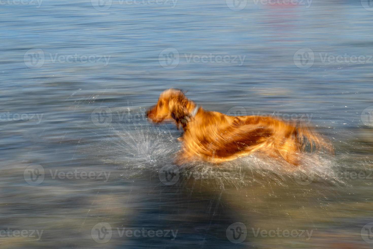 Happy Hündchen Cocker Spaniel im Fluss foto