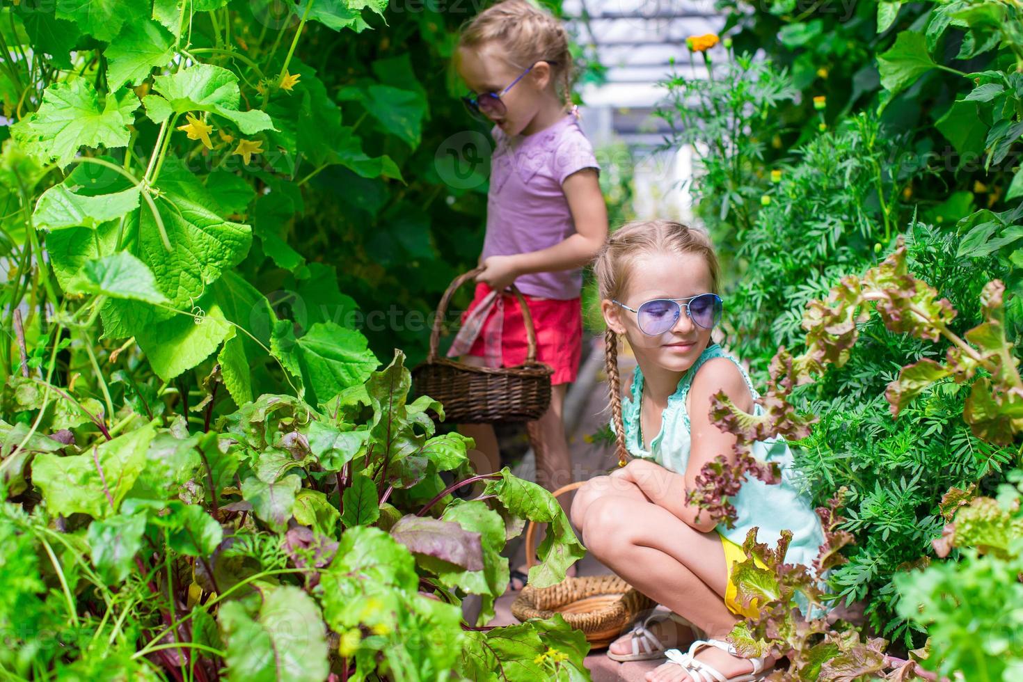 süße kleine Mädchen sammeln Erntegurken im Gewächshaus foto