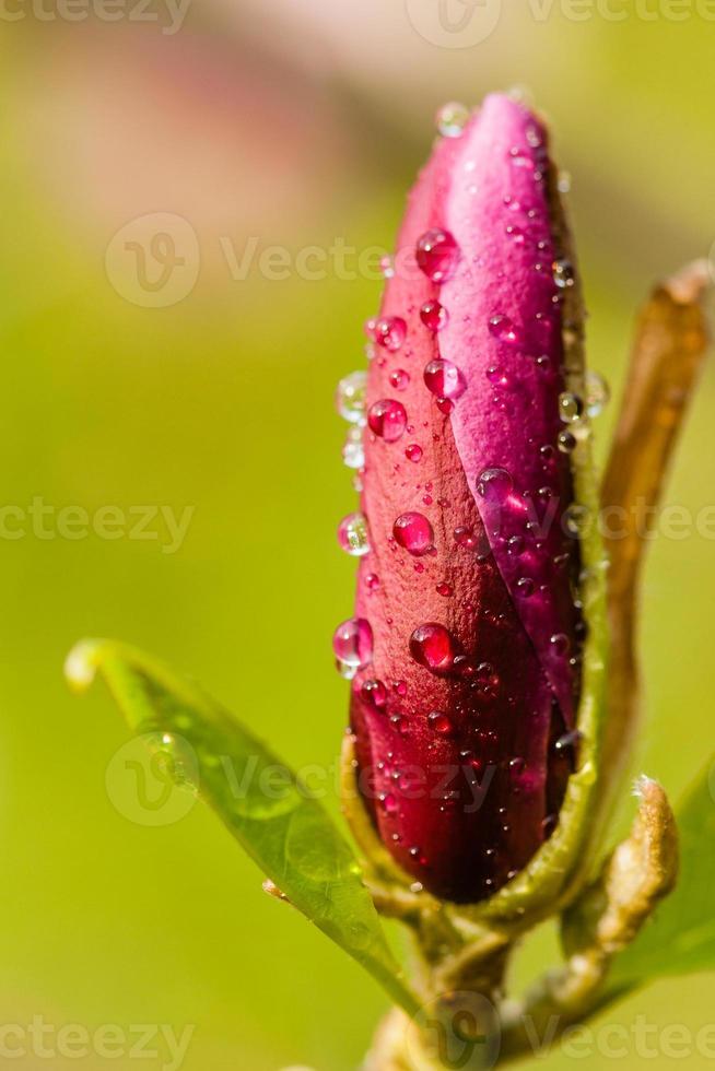 Makro-Magnolienknospe mit Tropfen bedeckt foto