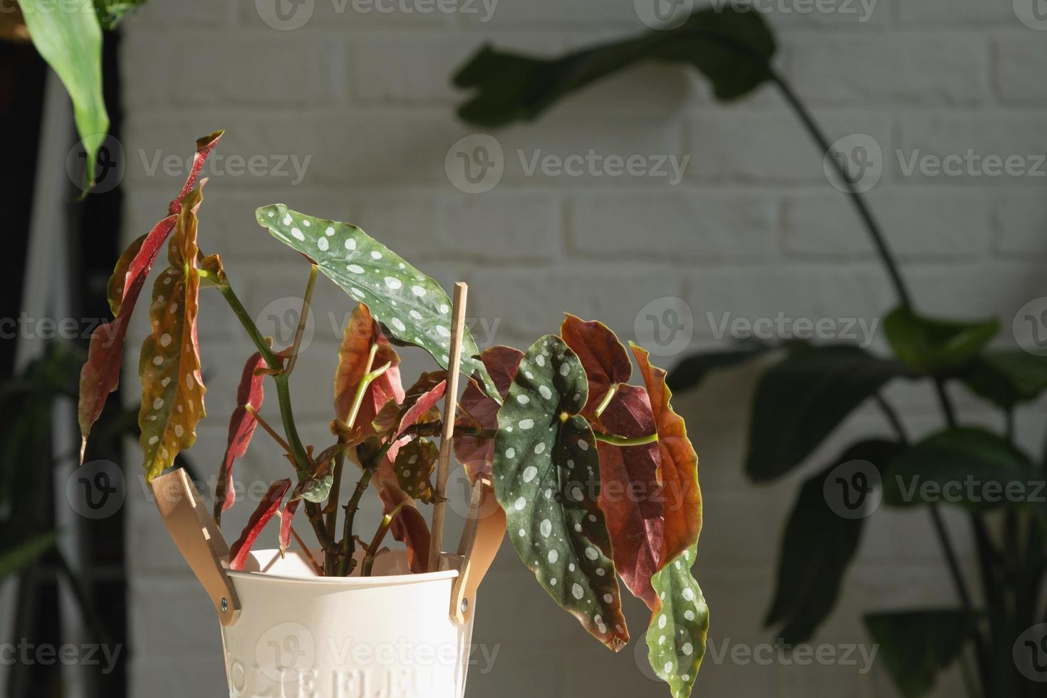 heimische Topfpflanze Begonia maculata Polka Dot Blätter dekorativ laubabwerfend im Innenraum auf dem Tisch des Hauses. Hobbys im Anbau, Greenhome foto