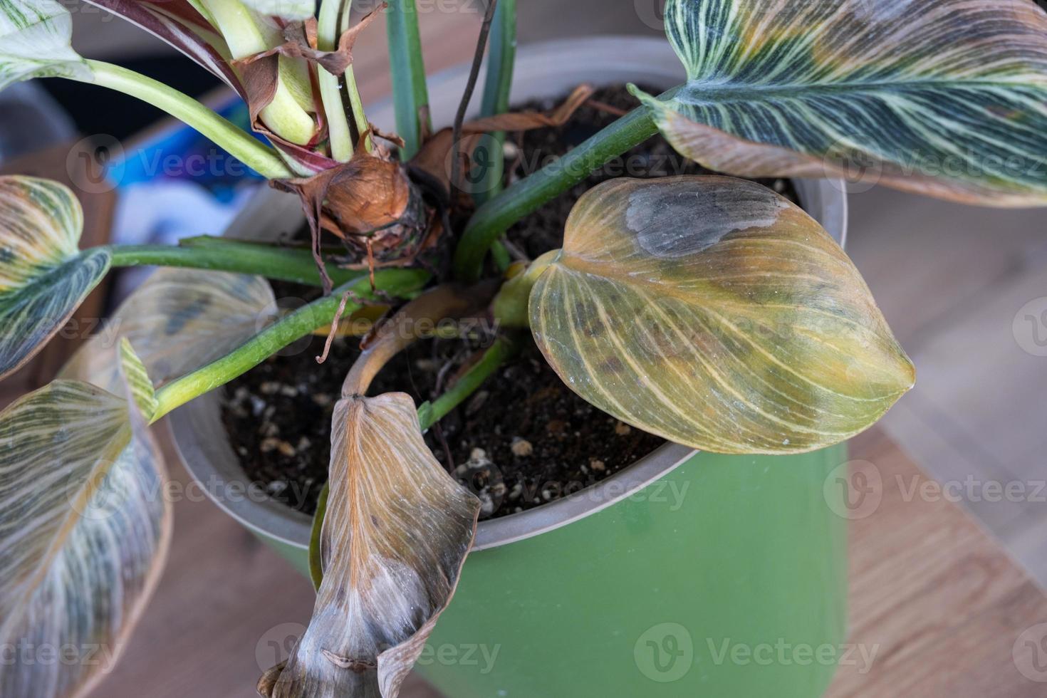 Probleme beim Anbau von heimischen Pflanzen Philodendron Birkin - Blätter von Spinnmilben befallen, gelbe und trockene Spitzen, Überlaufen der Pflanze, Wurzelfäule. Pflanzenbehandlung und Schädlings- und Pilzbekämpfung foto