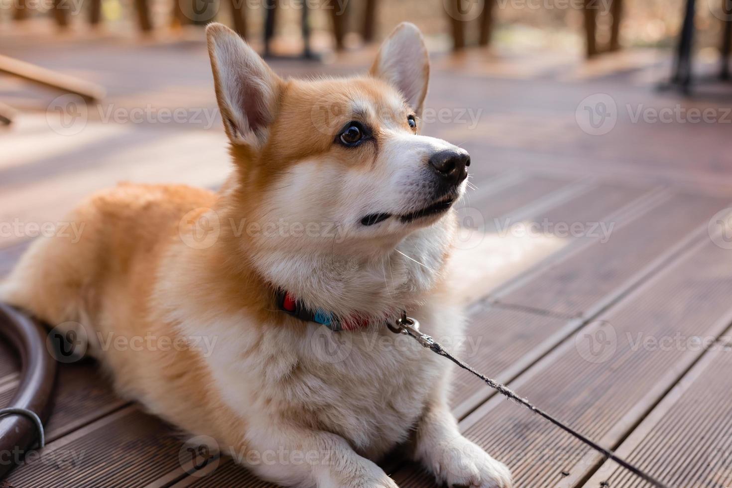 Süßer Corgi-Hund bei einem Spaziergang im Herbst in einem Café auf der Veranda, der Kaffee trinkt. Hundefreundliches Café. hochwertiges Foto