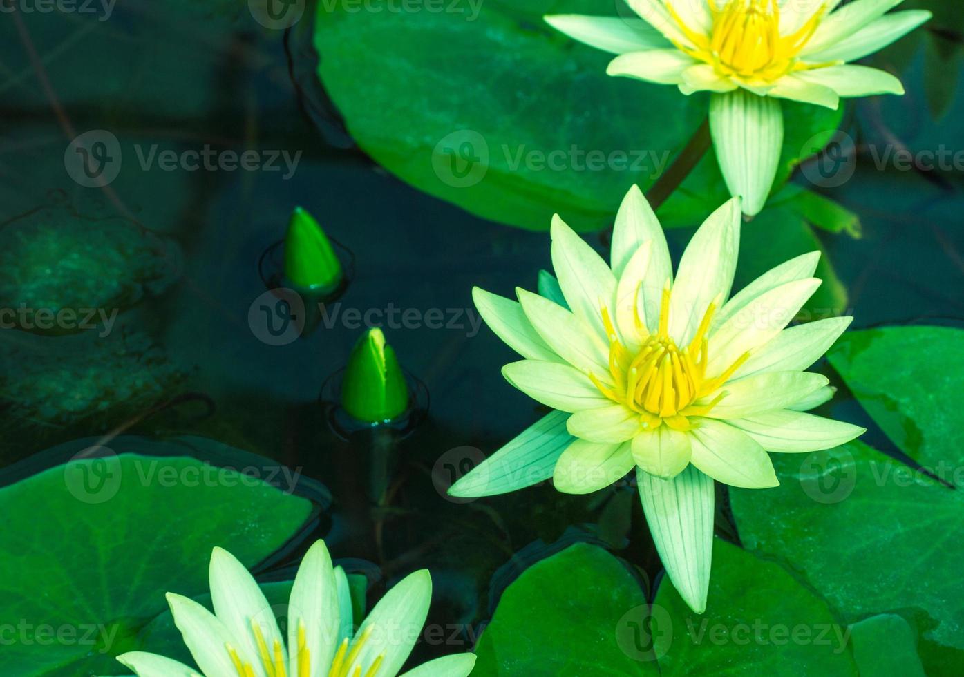 schöne gelbe seerose oder lotusblume im teich foto