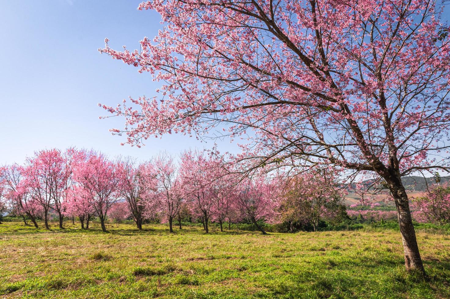 zweig wilde himalaya-kirschblütenblüte am phu lom lo berg thailand foto
