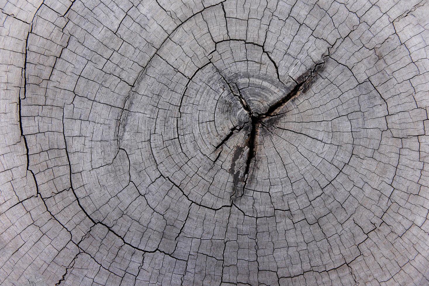 Natürliche alte Holzstruktur des Baumstumpfquerschnitts des Baumstamms - Holzschnitt Hintergrundholz, Ansicht von oben foto
