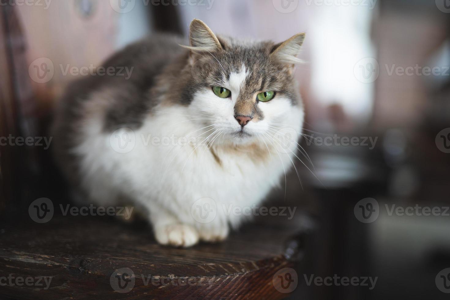 eine schöne flauschige katze mit grünen augen sitzt foto