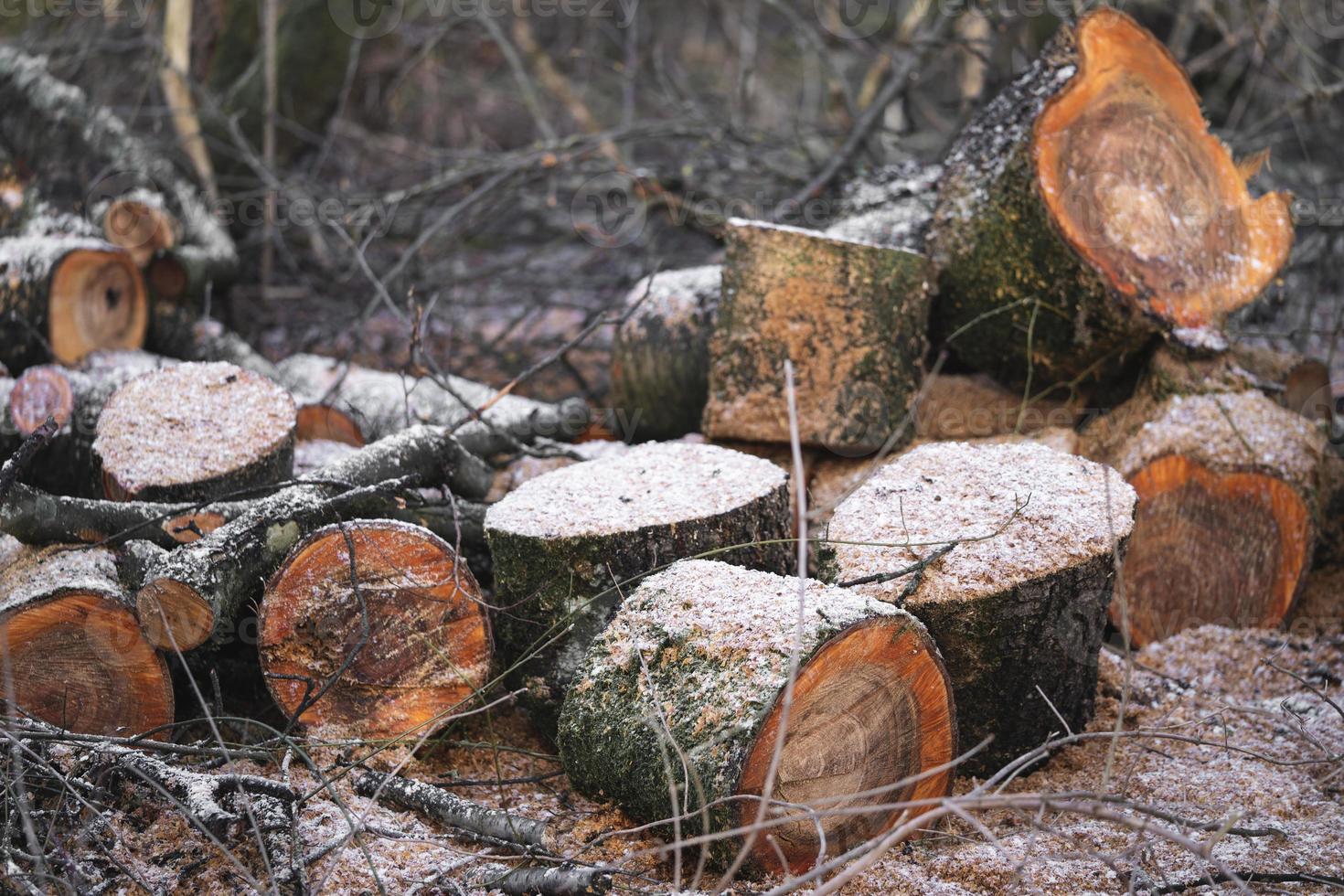 viele Bäume im Wald für Brennholz gefällt foto