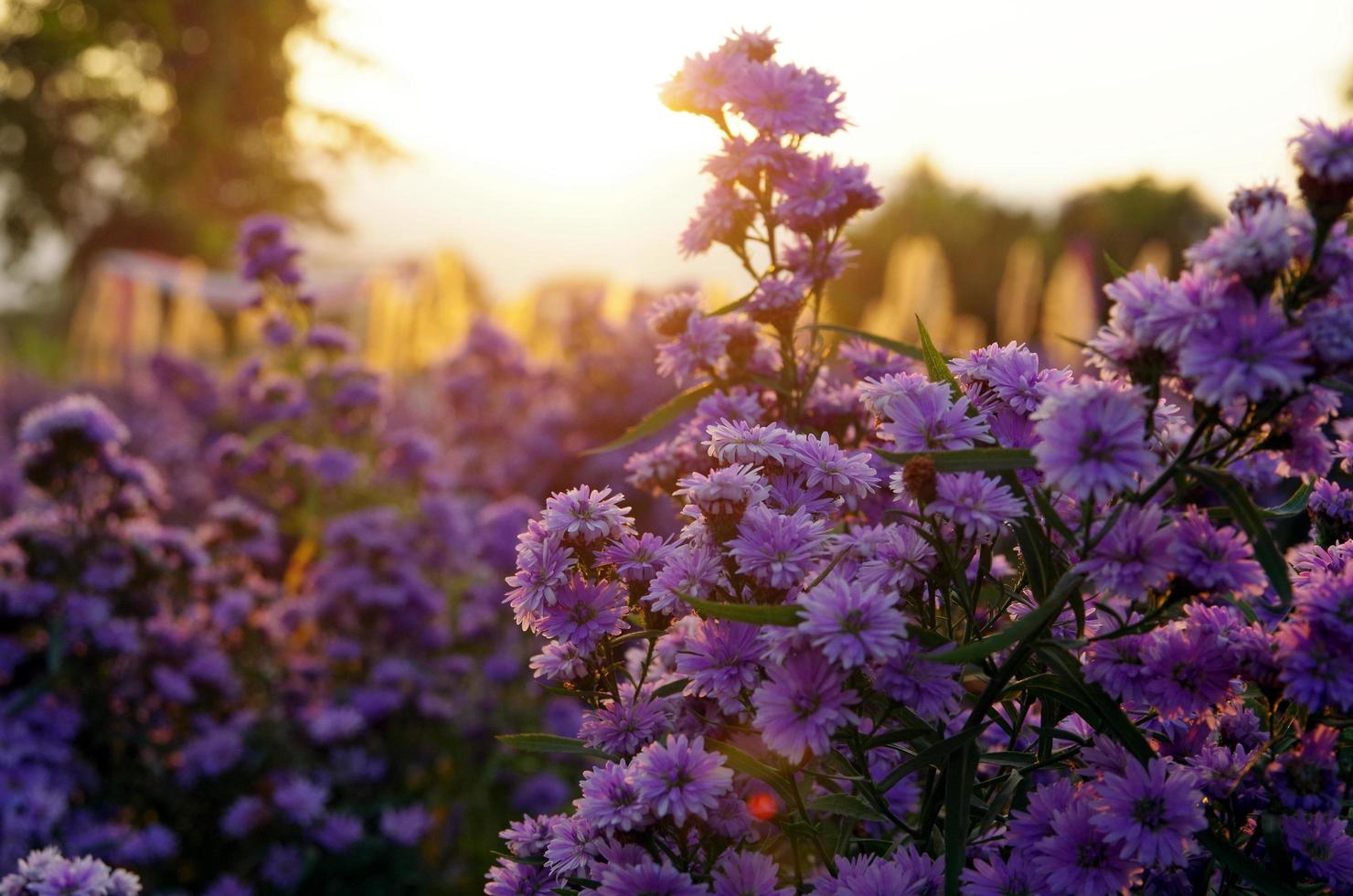 Kosmos lila Blume, Abendsonne foto