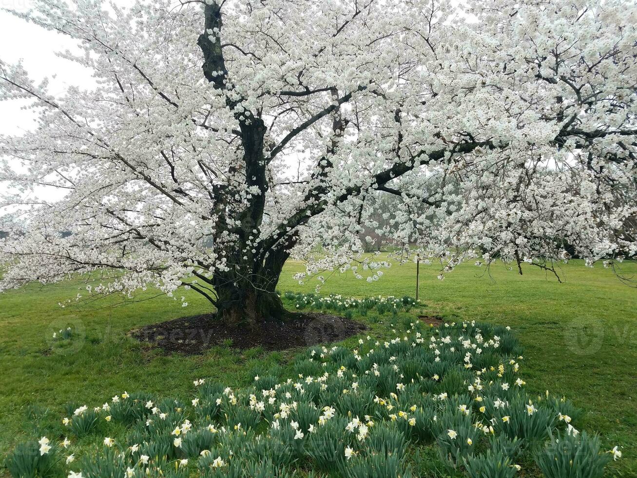 Baum, der mit weißen Kirschblüten im Freien mit Gras blüht foto