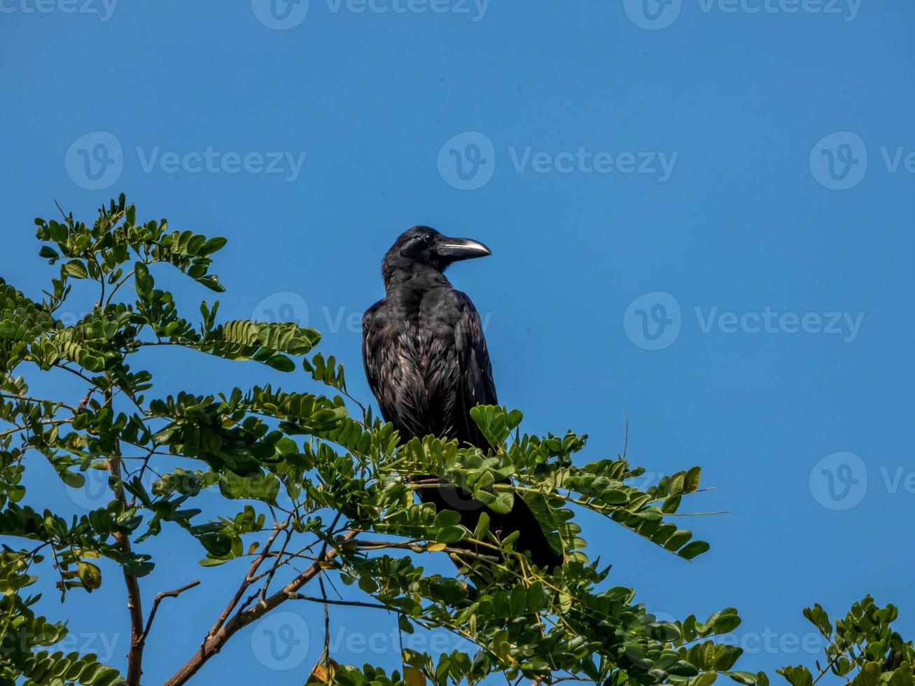 Dschungelkrähe, Großschnabelkrähe, Dickschnabelkrähe, die auf einem Baum thront foto