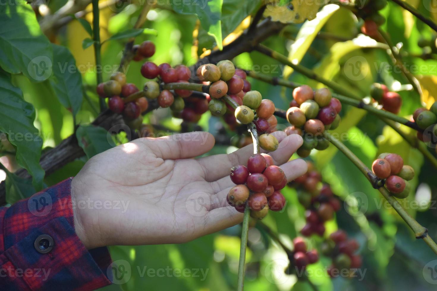 Der junge asiatische Kaffeebauer hält einen Haufen reifer Kaffeekirschen, um die Anbaudaten und die Erntesaison in seinem eigenen Kaffeegarten zu studieren und zu speichern. foto