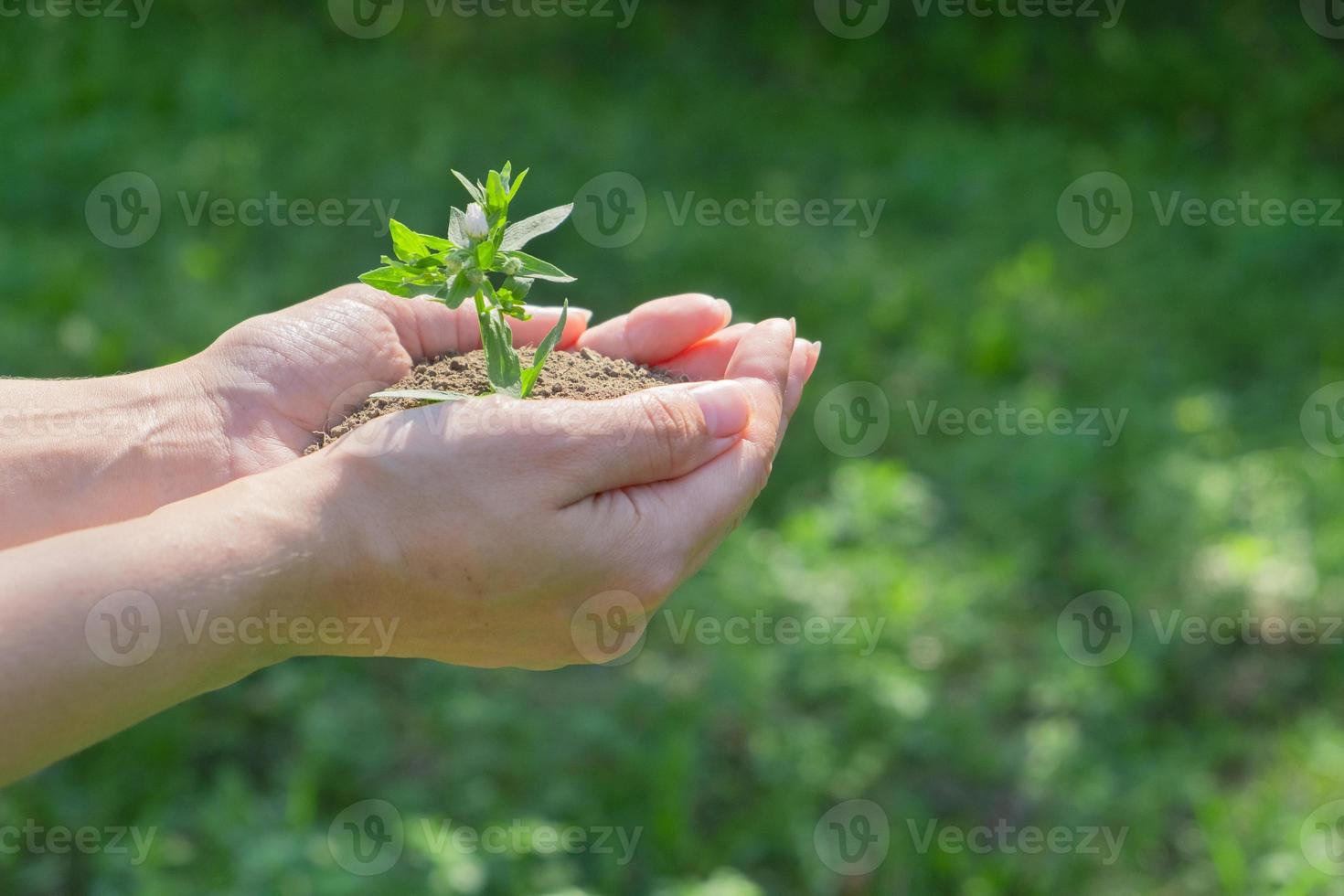 eine Pflanze in Händen auf grünem Hintergrund. ökologie- und gartenkonzept. Naturhintergrund foto
