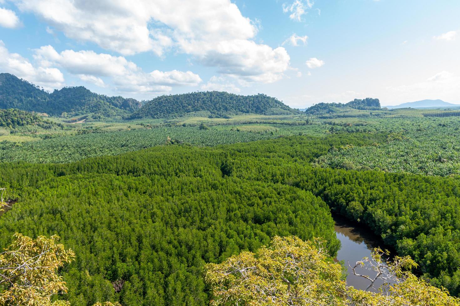 Blick aus der Vogelperspektive auf den gewundenen Mangrovenwald foto