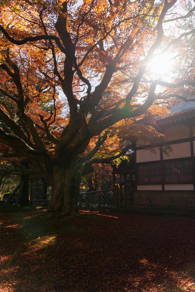 Riesiger uralter Ahornbaum während der Herbstsaison im Raizansennyoji-Tempel in Fukuoka, Japan. Farbumschlag auf Blatt in orange, gelb und rot foto