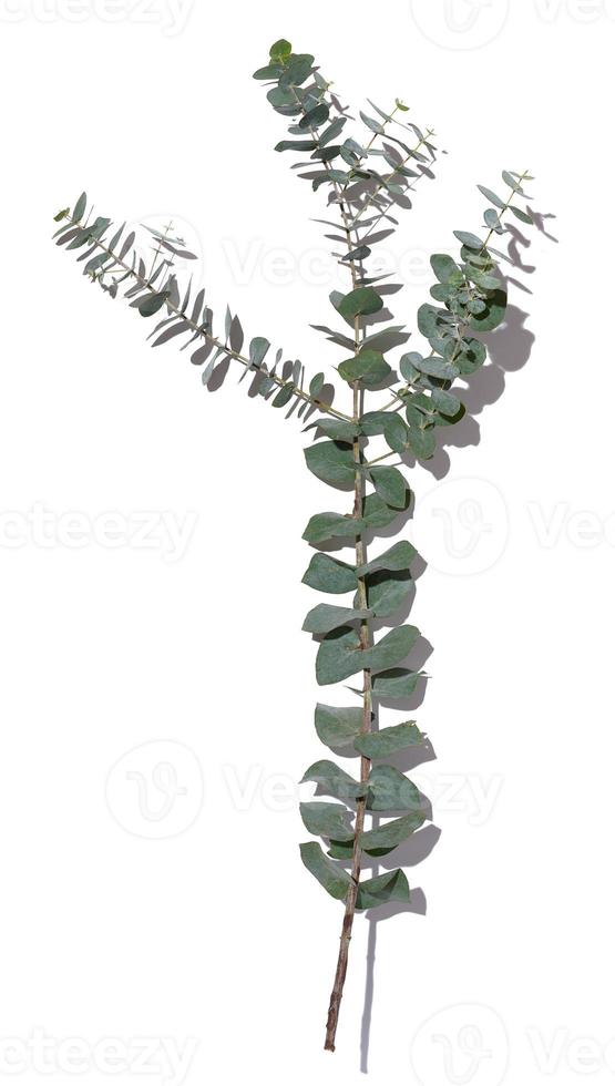 Eukalyptuszweig mit grünen Blättern auf weißem, isoliertem Hintergrund, Draufsicht foto