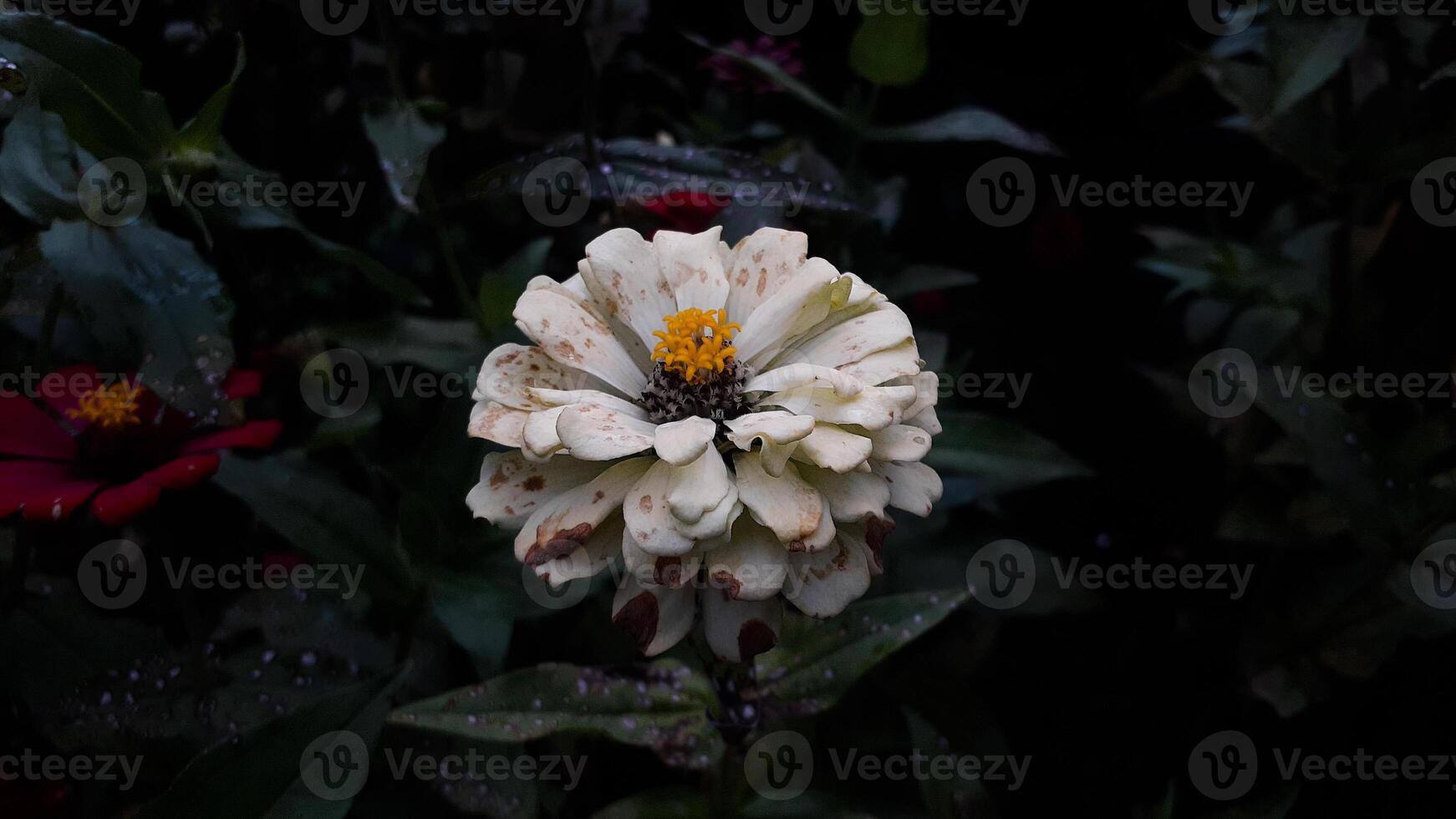 gemeine zinnia elegans blume oder bunte pinkvand weiße blume im garten. foto