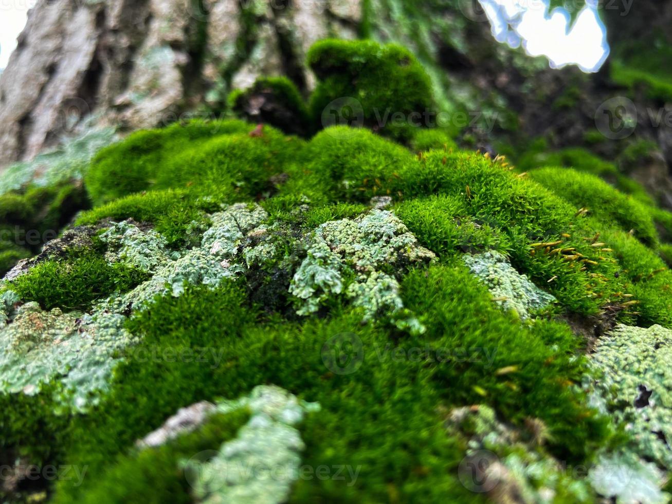 Moosbedeckung auf Baumrindenhintergrund. Nahaufnahme Moosstruktur auf Baumoberfläche. foto