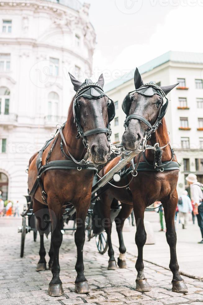 traditionelle pferdekutsche fiaker in wien österreich foto