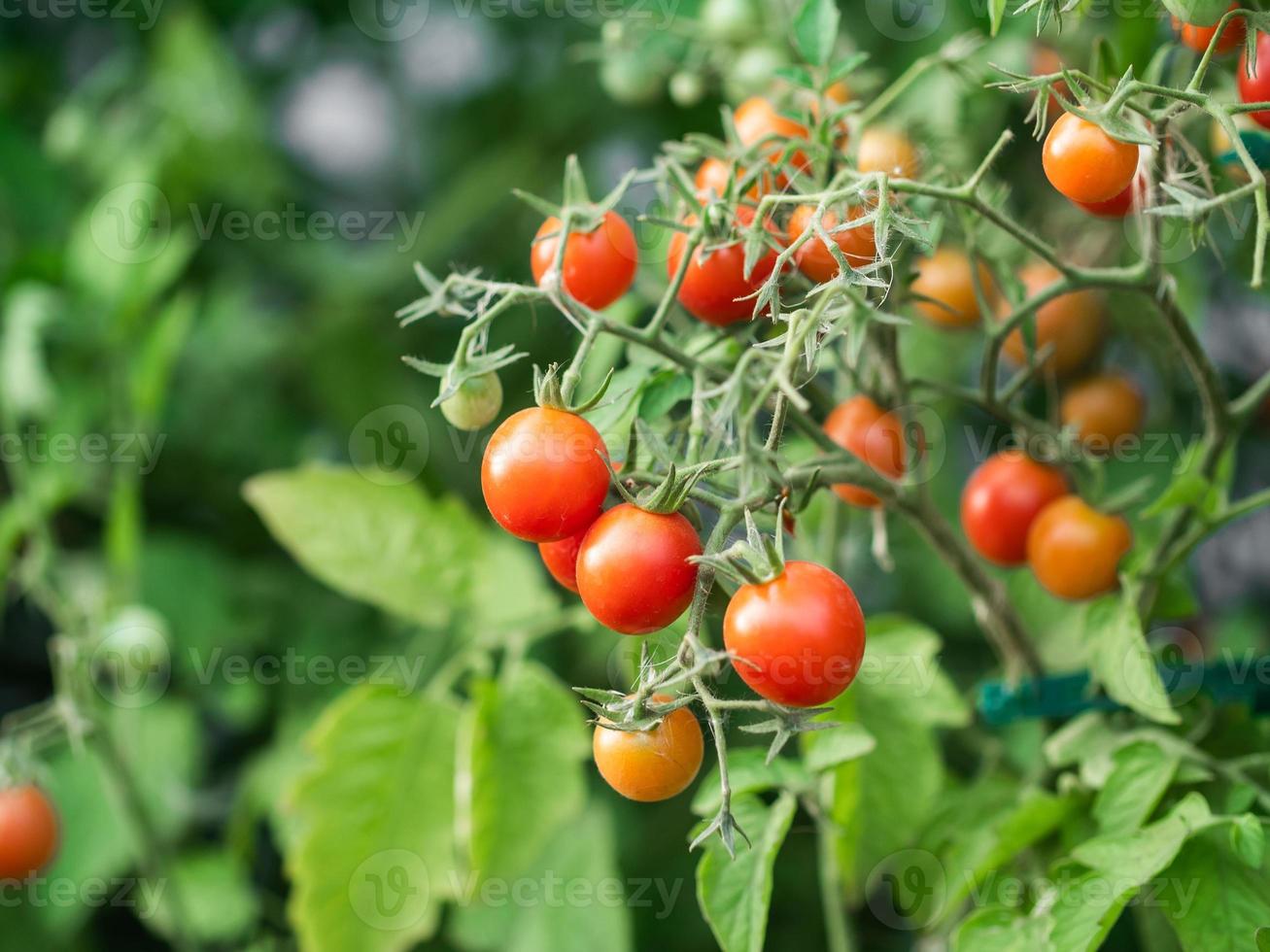 Reife Tomatenpflanze wächst. frischer Haufen roter natürlicher Tomaten auf einem Ast im Bio-Gemüsegarten. foto