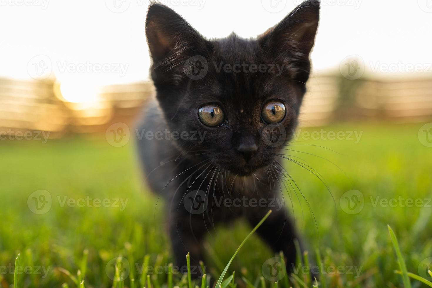 Schwarzes, neugieriges Kätzchen im Freien im Gras - Haustier- und Hauskatzenkonzept. kopierraum und platz für werbung foto