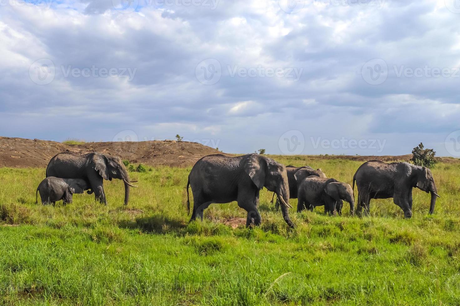 wilde elefanten im buschfeld von afrika an einem sonnigen tag. foto