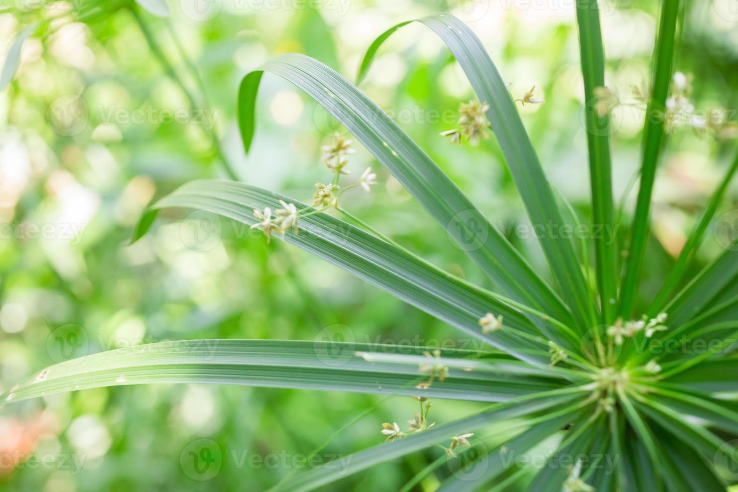 grünes Blatt in der Natur, Naturhintergrund foto