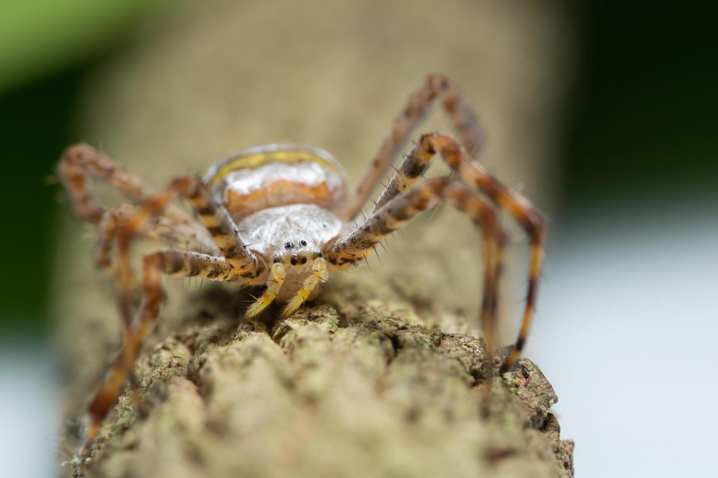 Spinne am Baum foto