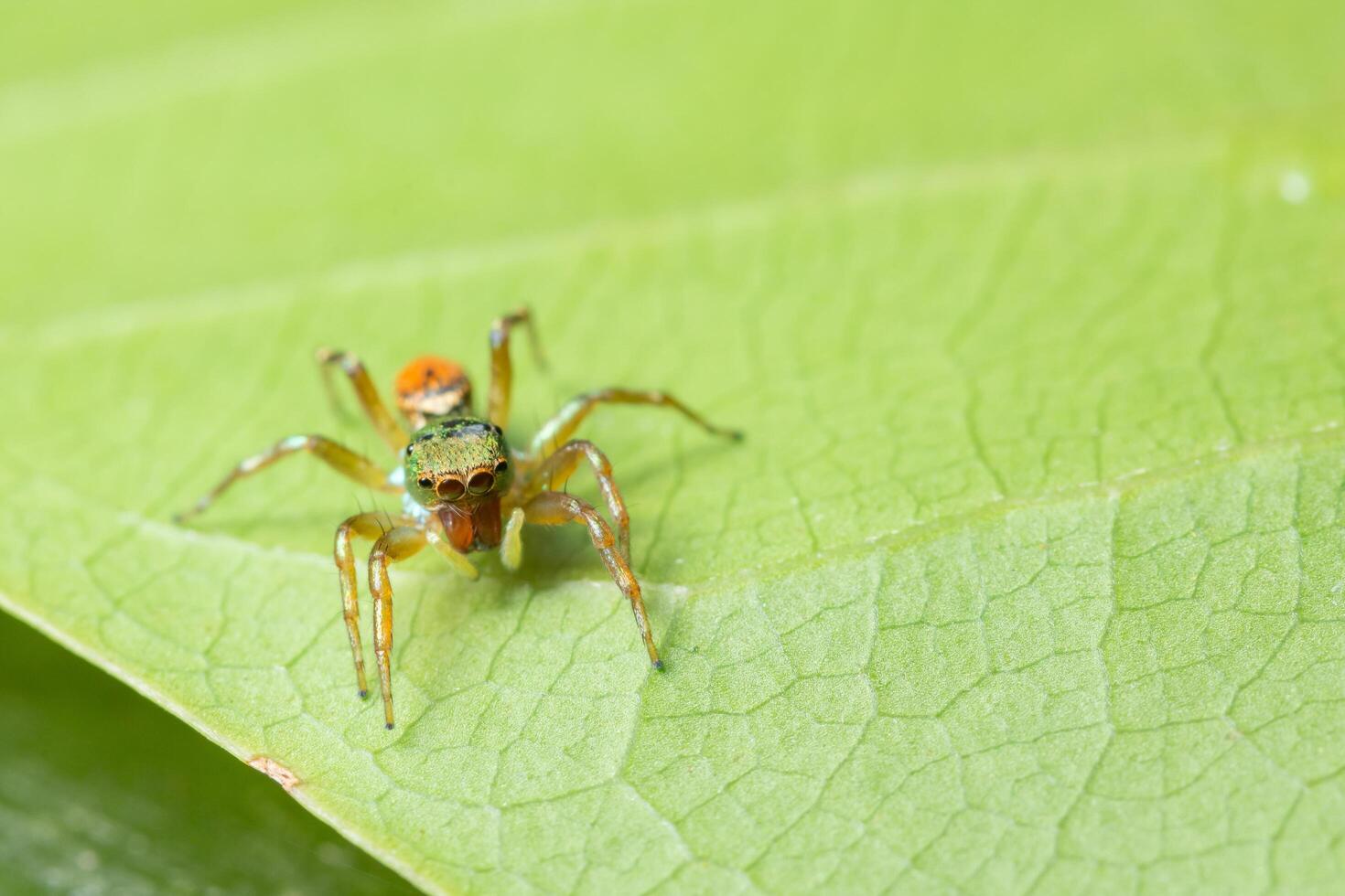 Spinne auf einem Blatt foto