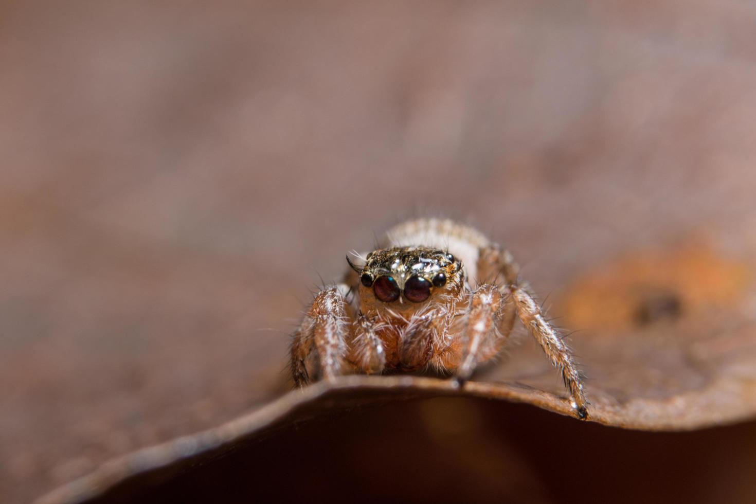 Spinne auf einem Blatt foto