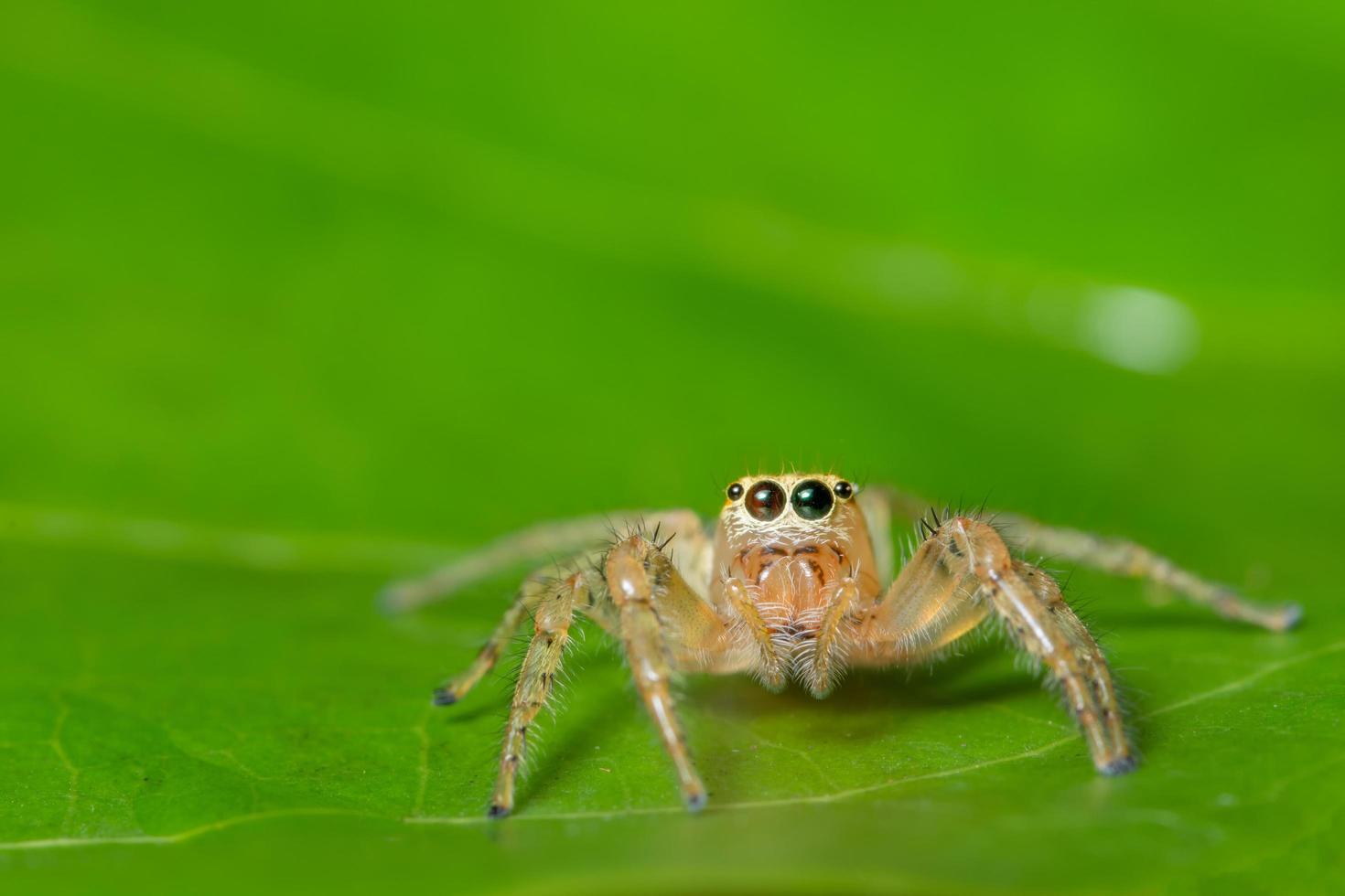 Spinne auf einem Blatt foto