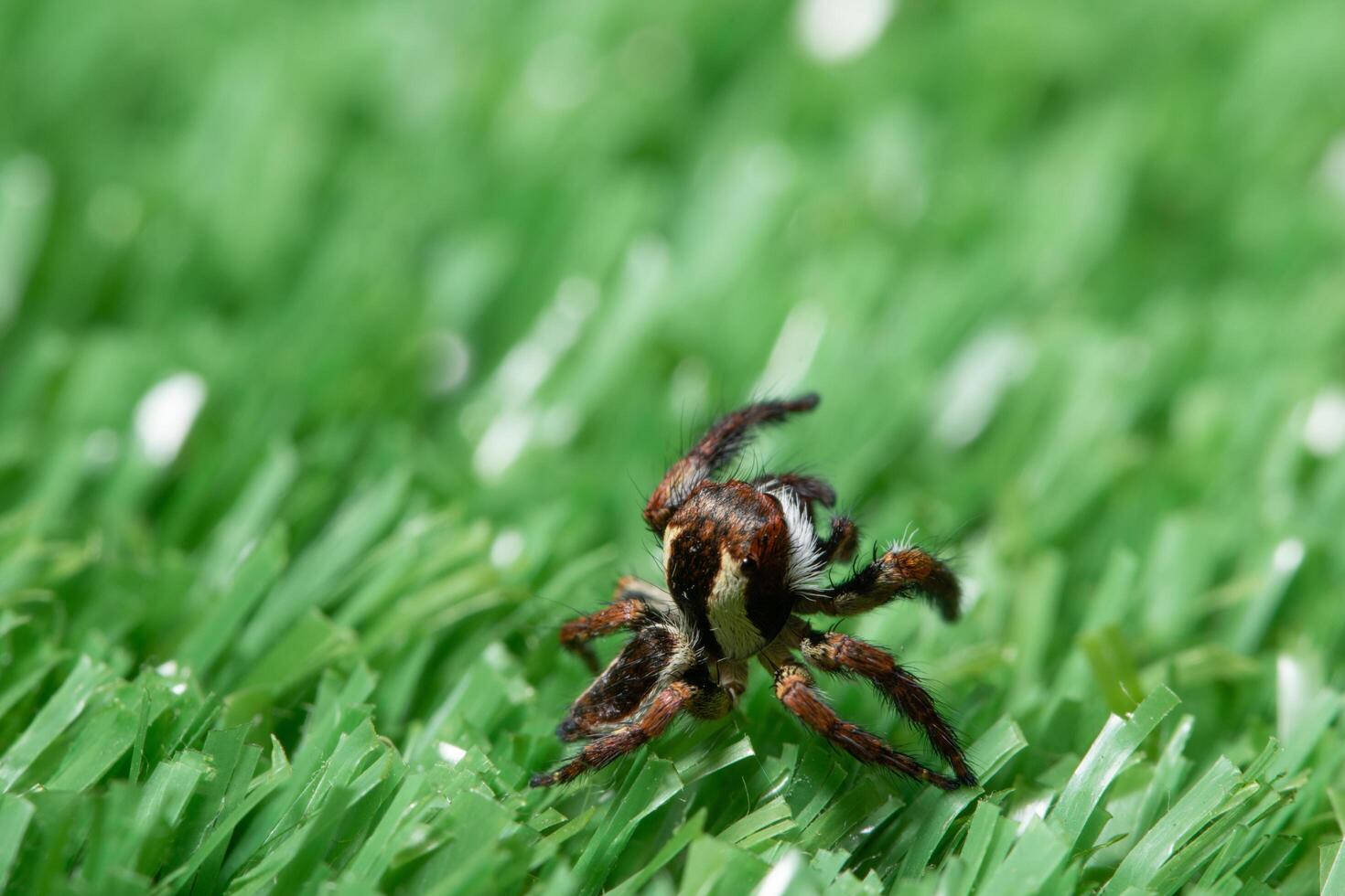 Spinne im Gras foto