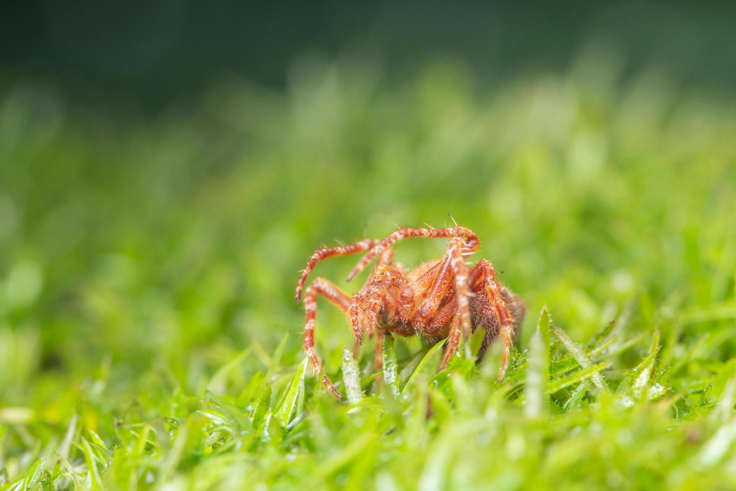 Spinne im Gras foto