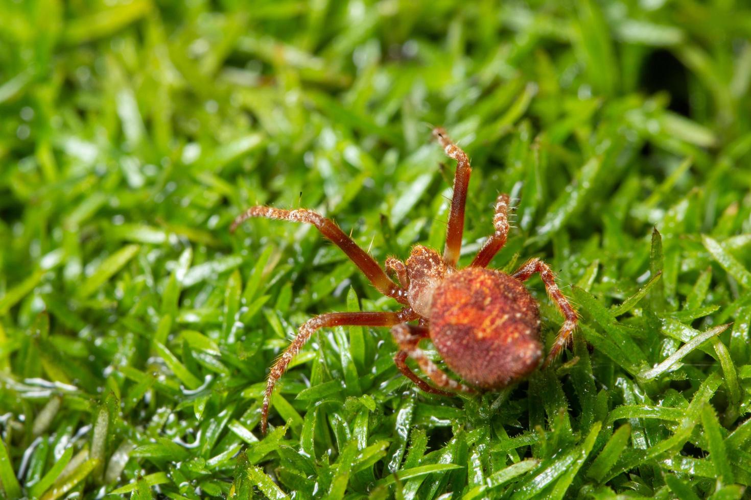 Spinne im Gras foto