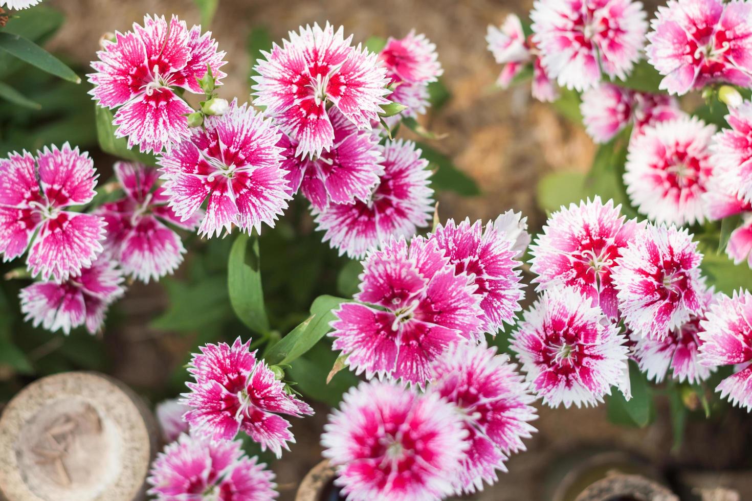 Nahaufnahme von rosa und weißen Blumen foto