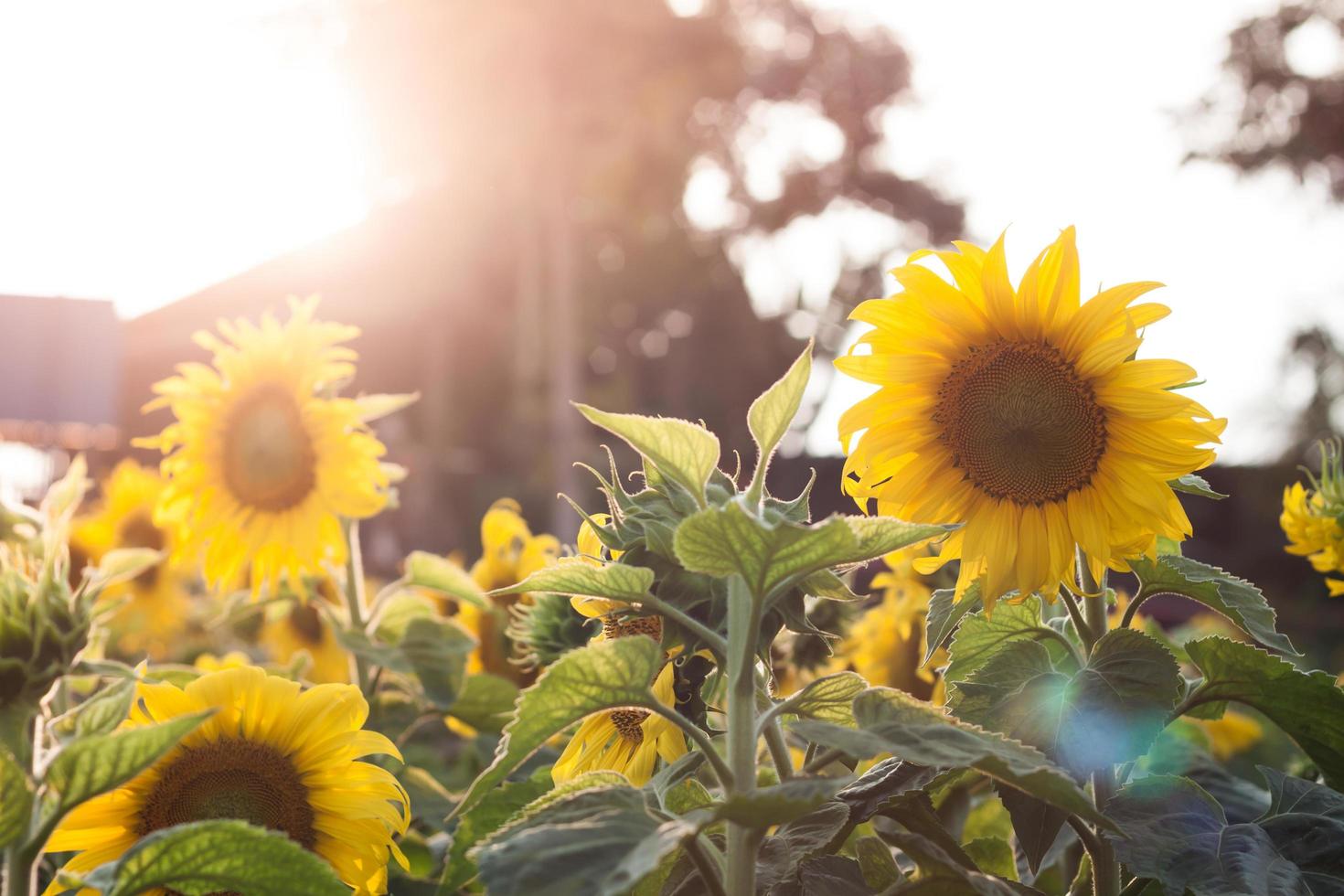 Sonnenschein auf Sonnenblumen foto