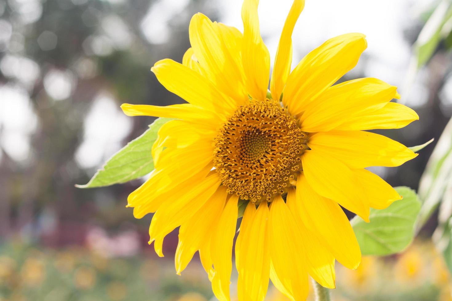 leuchtend gelbe Sonnenblume foto