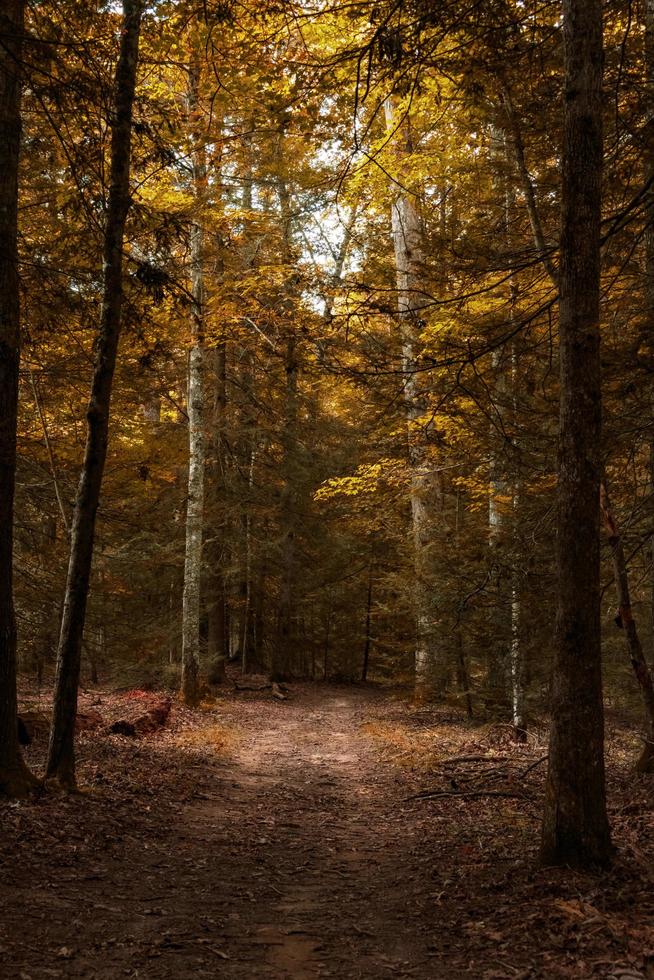 Waldweg im Herbst foto