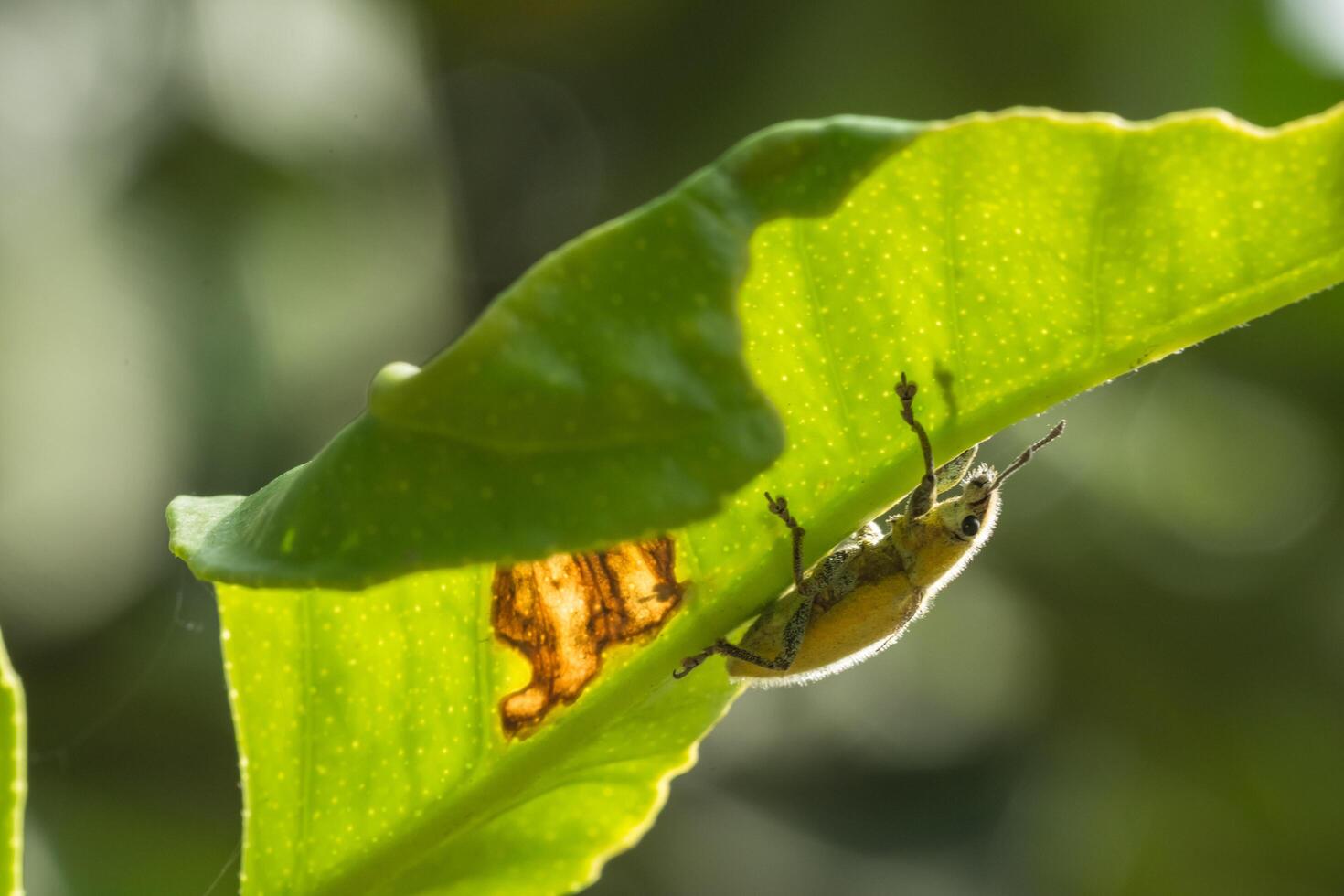 grüner Rüsselkäfer auf einem Blatt foto