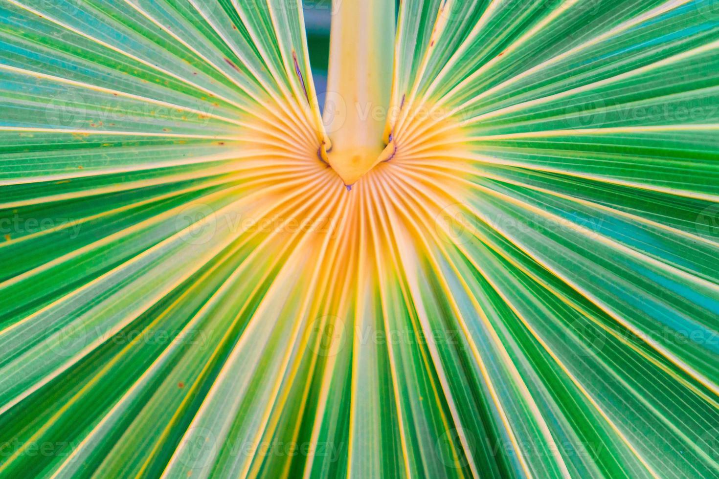 Linien und Texturen von grünen Palmblättern auf der exorischen Insel foto