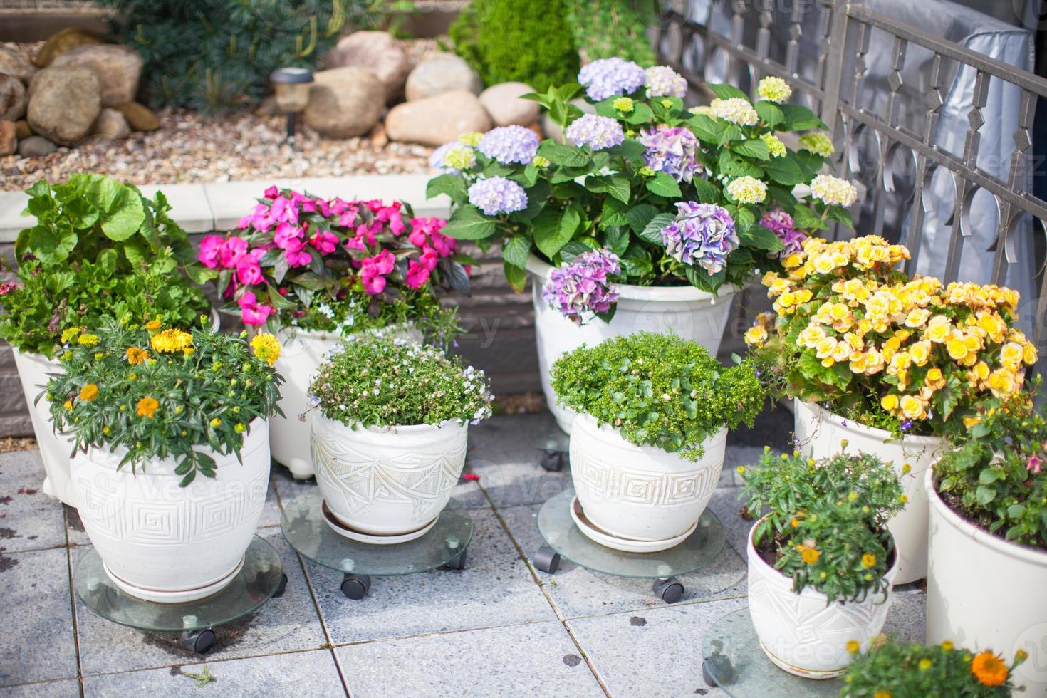 schöne bunte Blumen in einem Blumentopf im Hof foto