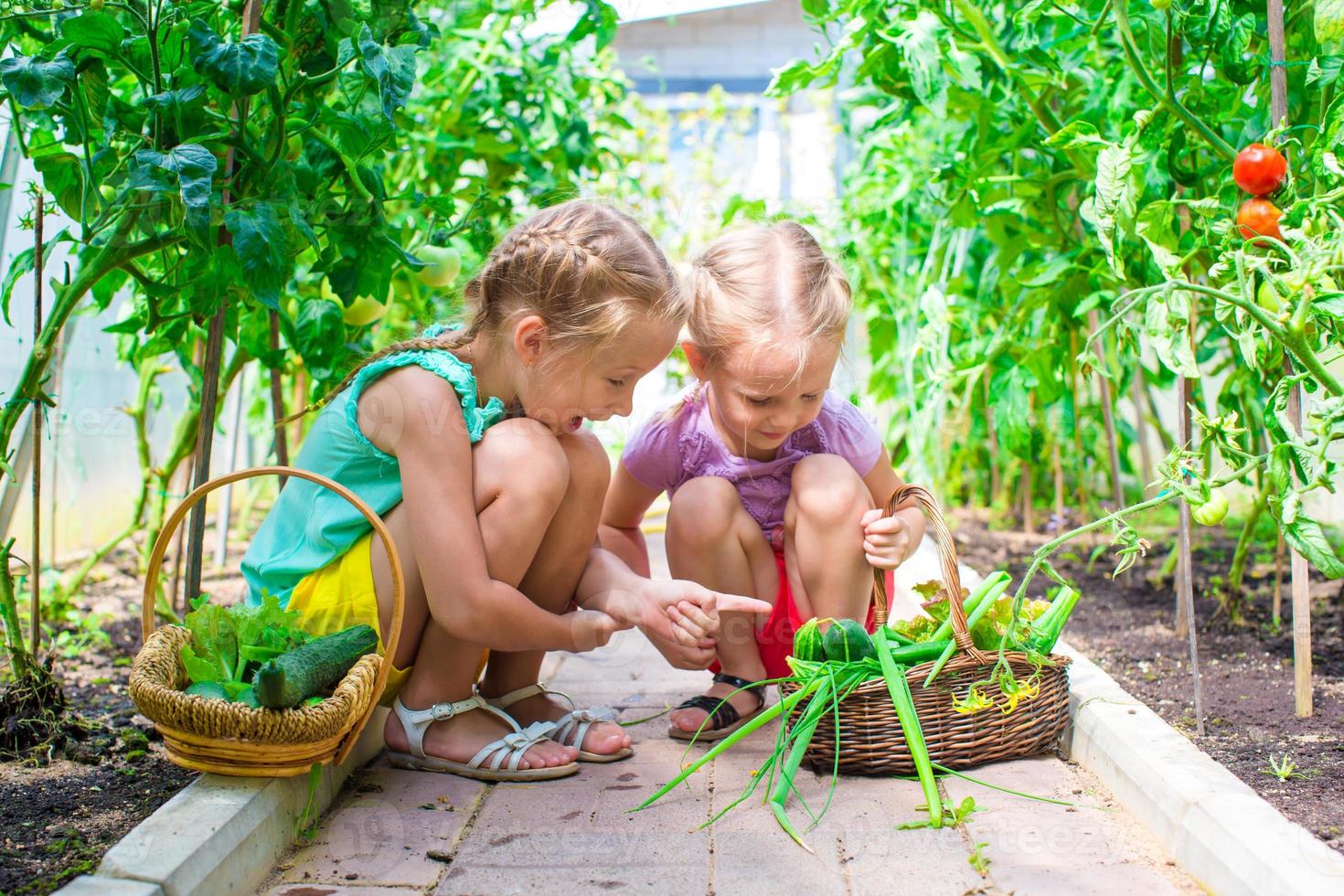 Entzückende kleine Mädchen sammeln Erntegurken und Tomaten im Gewächshaus foto