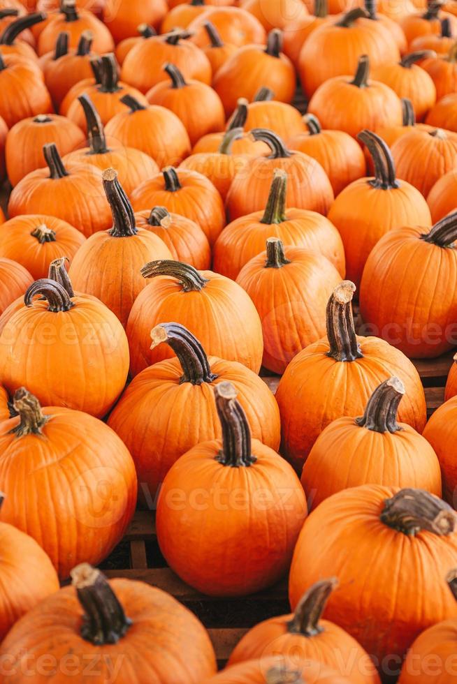 großer orangefarbener Kürbis auf dem Bauernmarkt im Pumpkin Patch foto