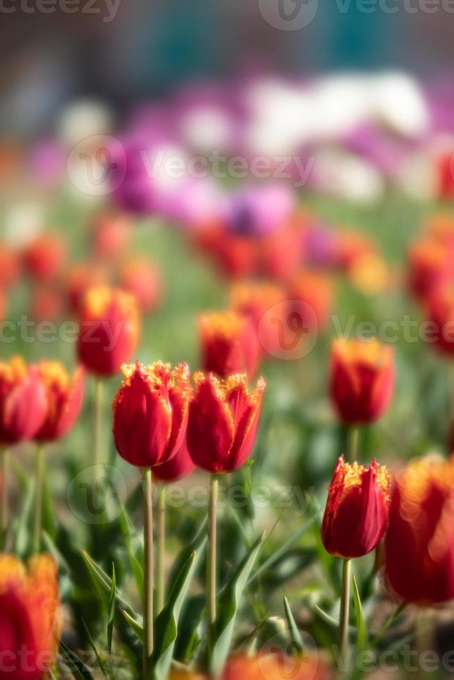 blühende tulpen frühlingshintergrund foto