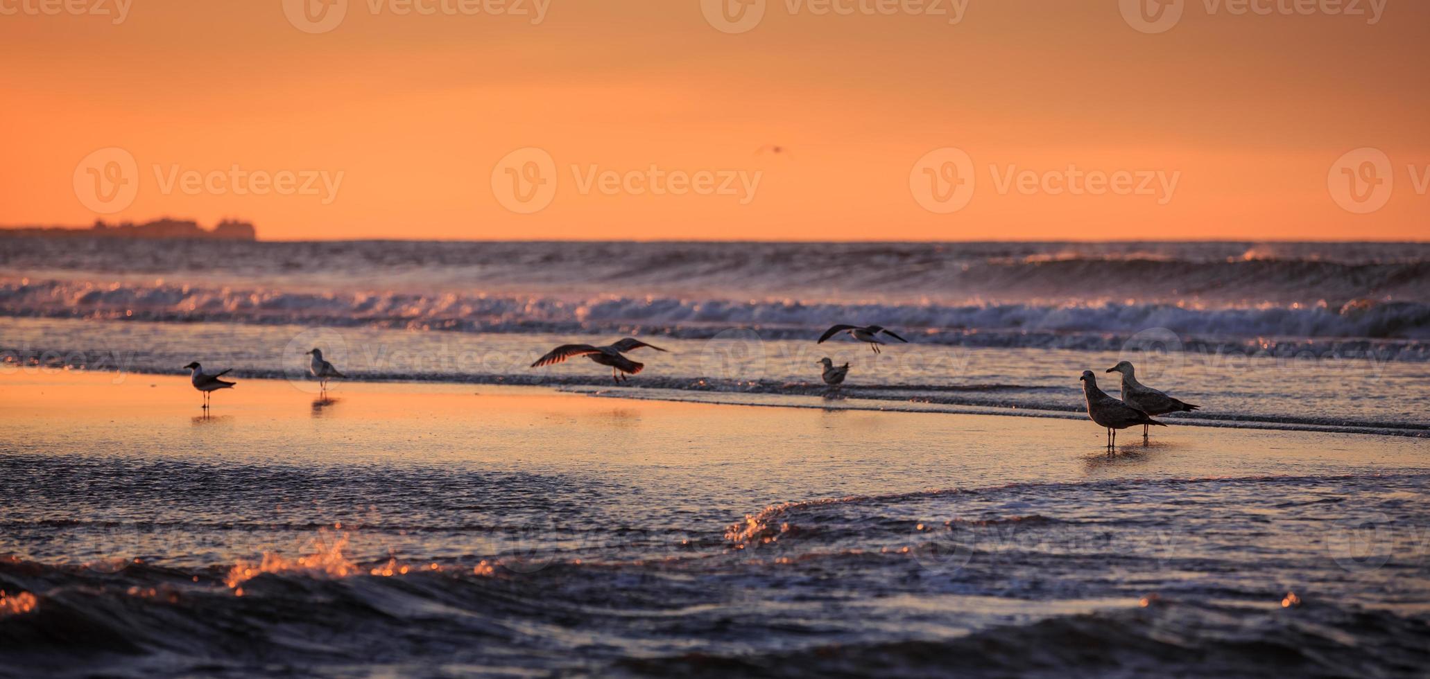 Vögel am frühen Morgen am Meer foto