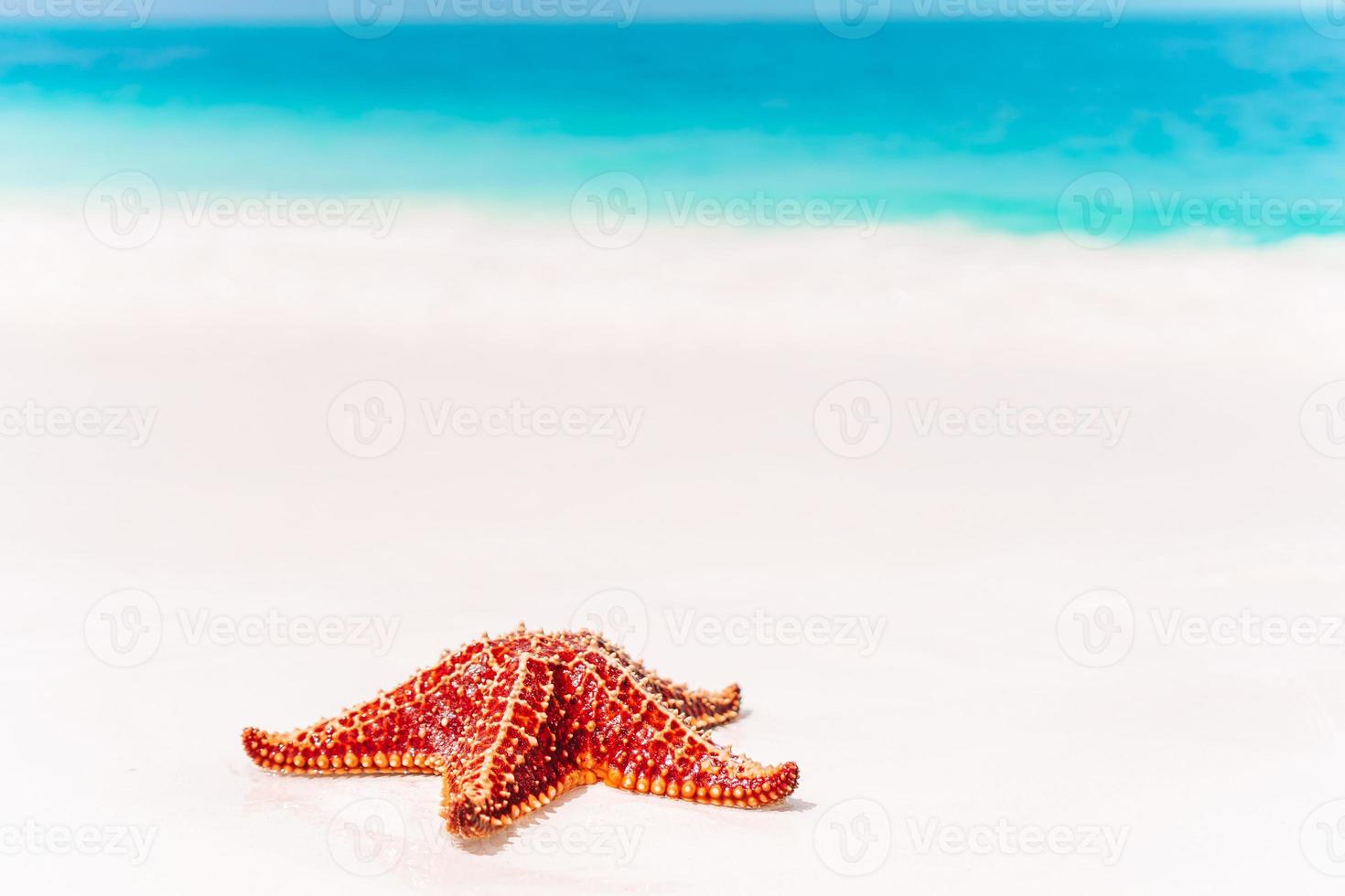 tropischer weißer Sand mit roten Seesternen in klarem Wasser foto