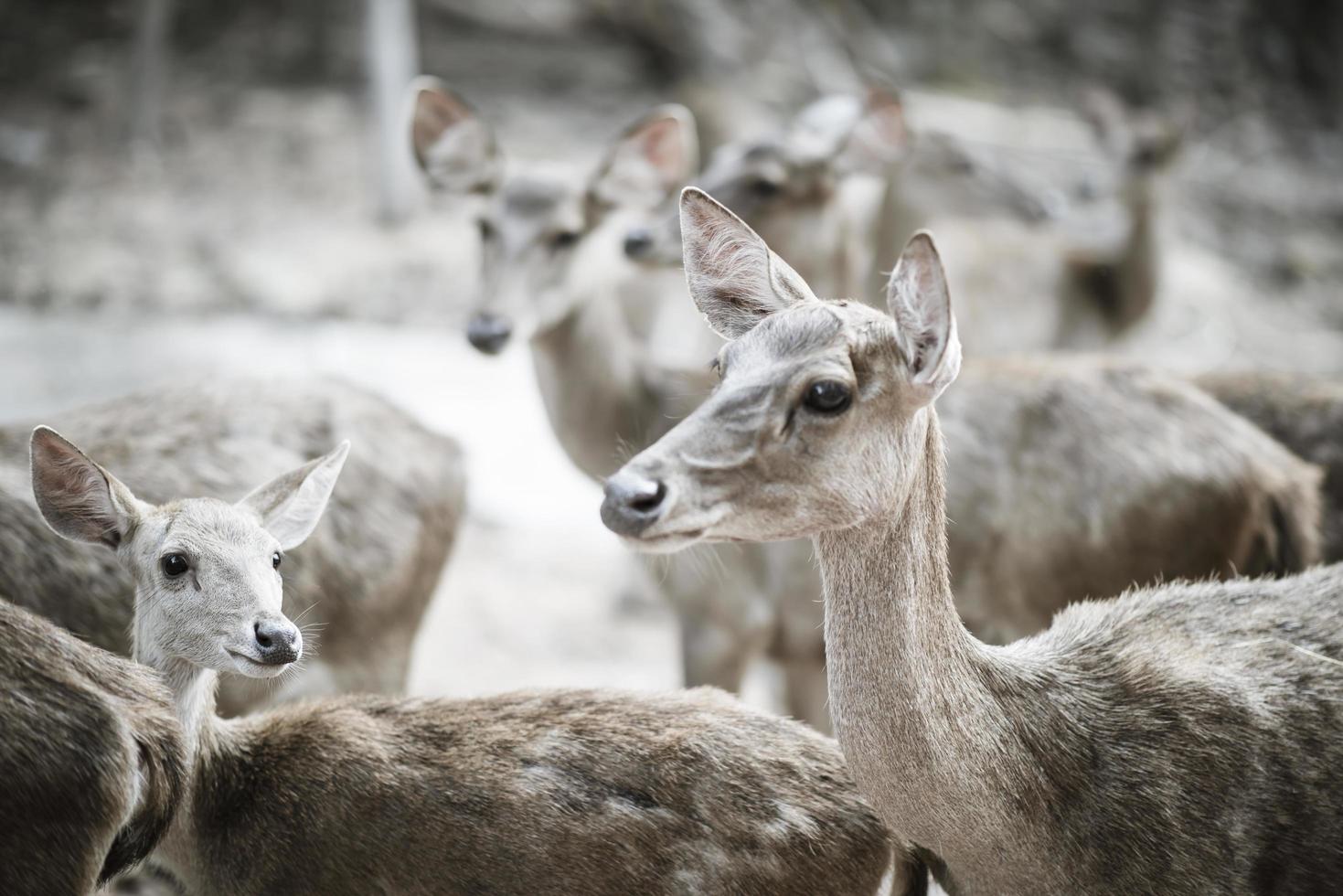 Nahaufnahme der Hirschherde. Tierkonzept. foto