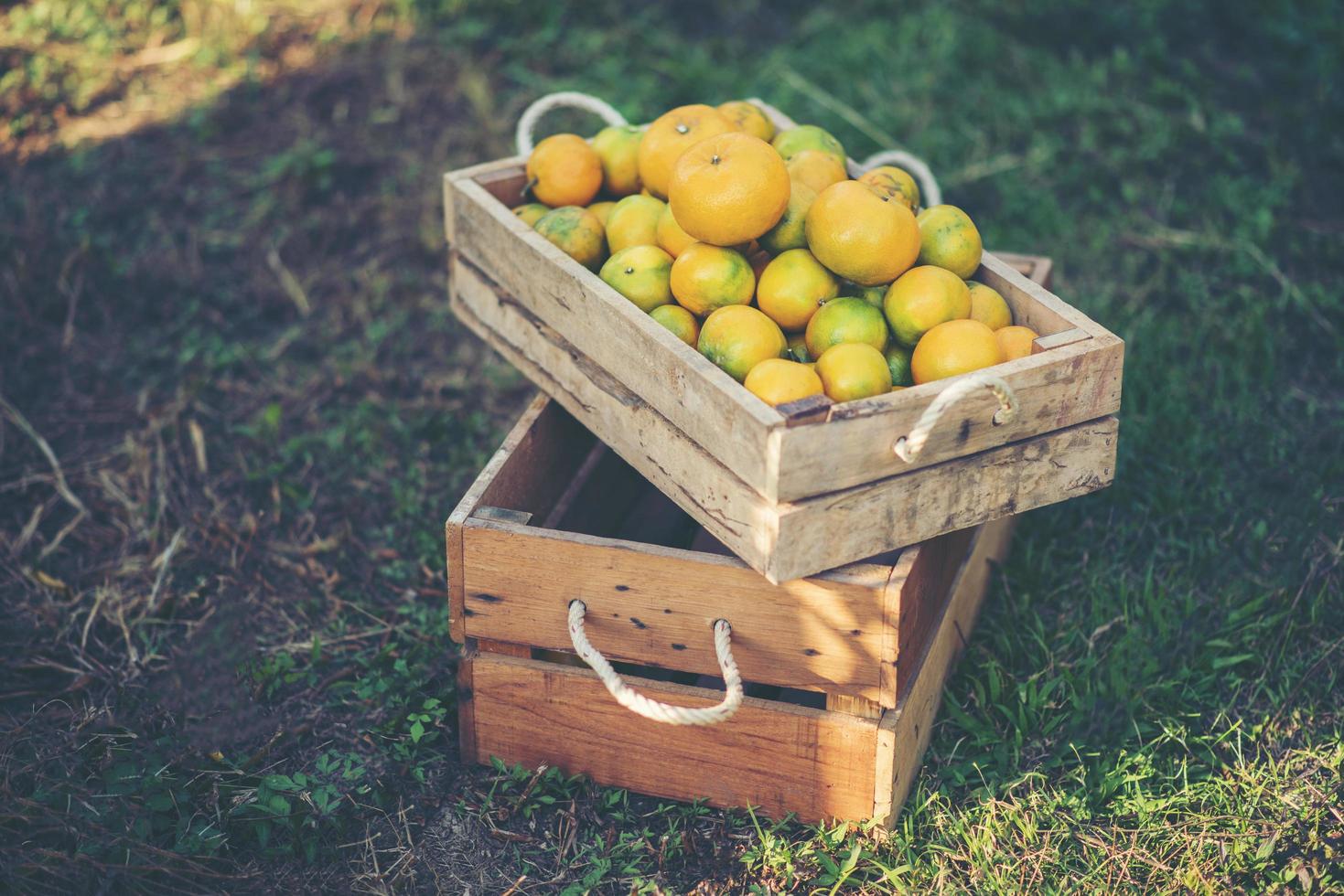 frisch gepflückte Orangen foto