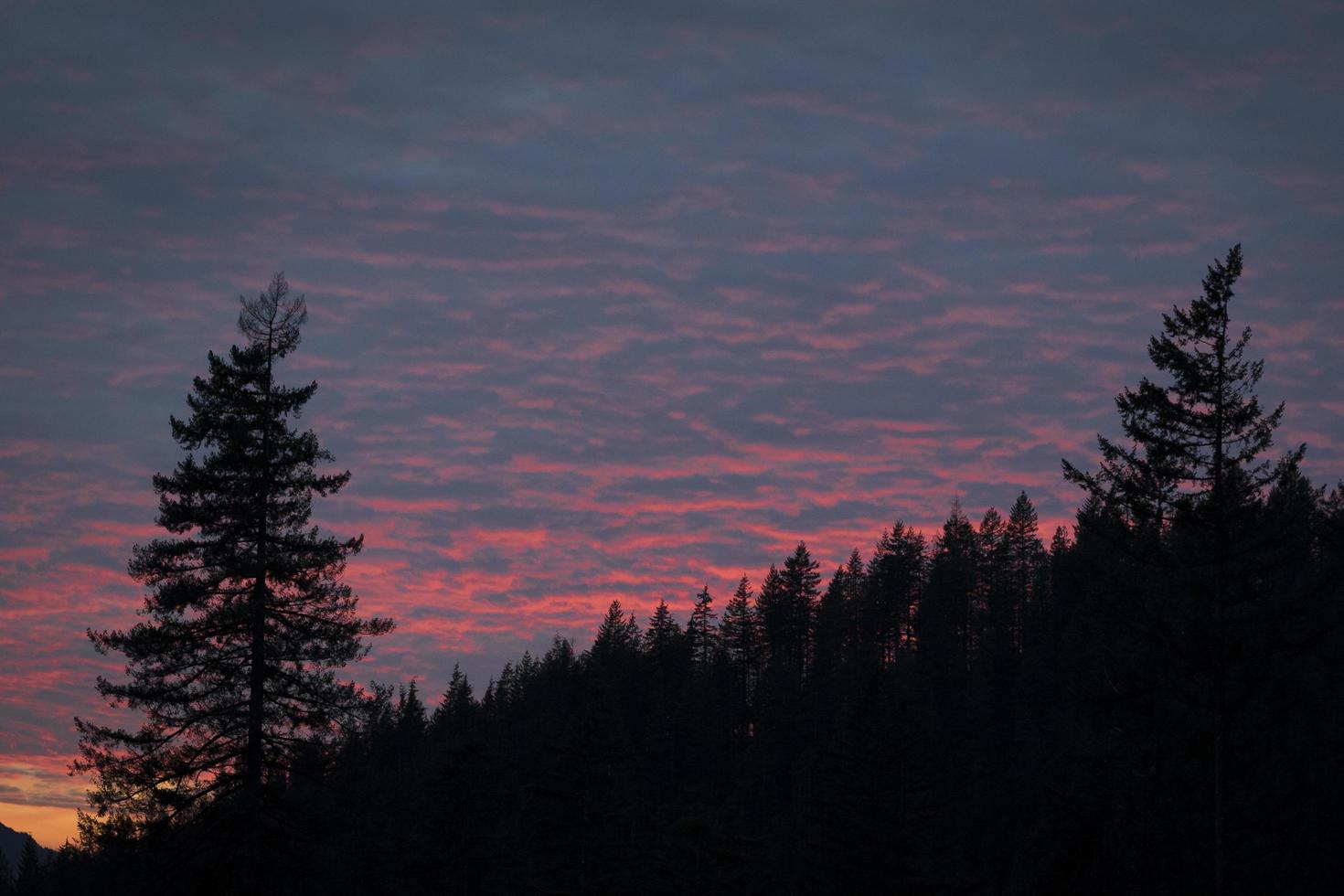 Schattenbild der Bäume während des Sonnenuntergangs foto
