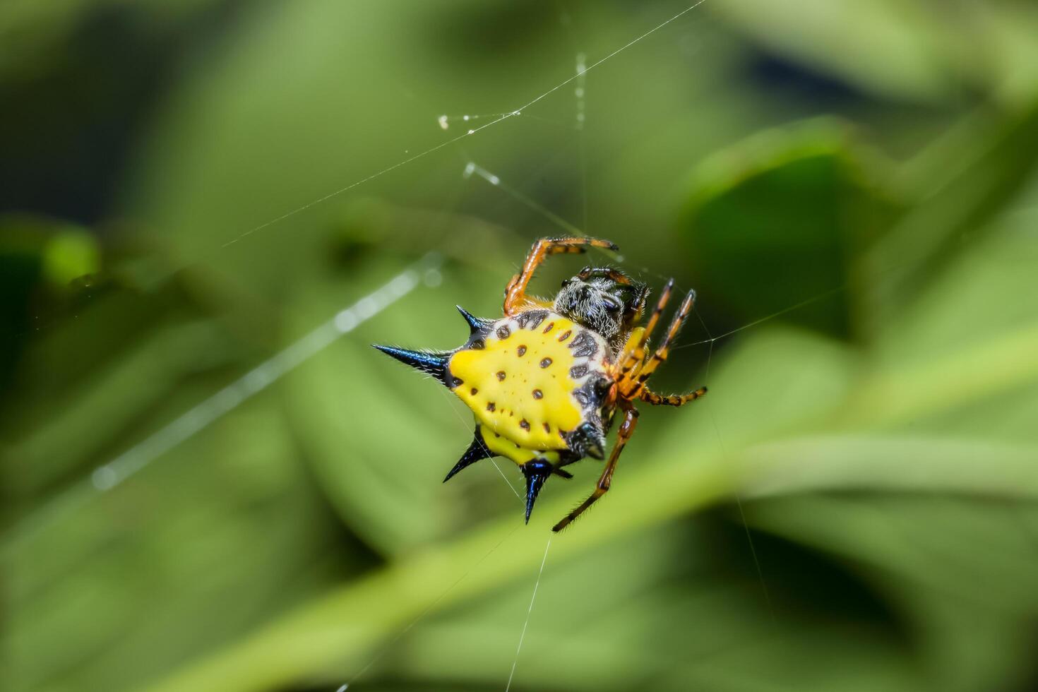 Spinne, Nahaufnahmefoto foto