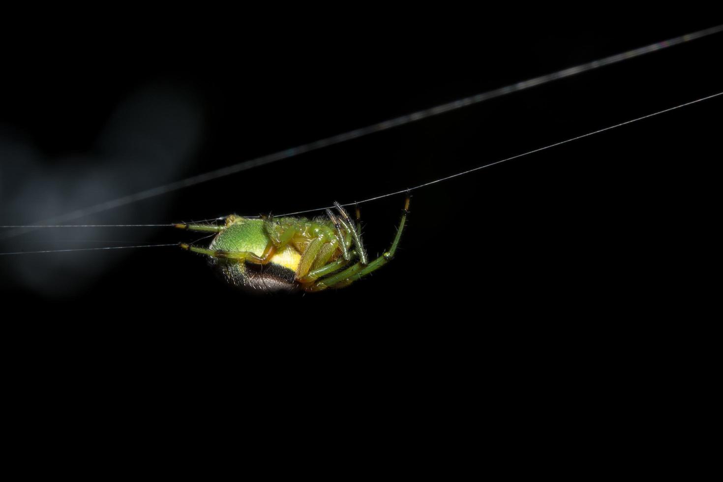 Spinne im Spinnennetz foto